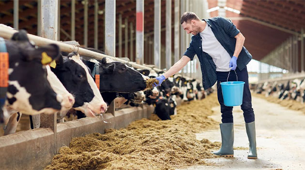 Man feeding cows
